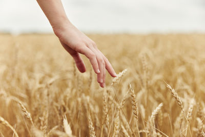 Close-up of wheat field