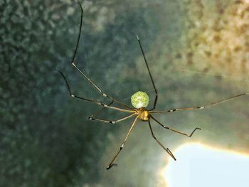 Close-up of spider on web