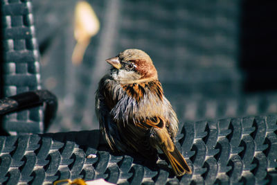 Close-up of bird perching