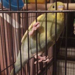 Person holding a bird in cage
