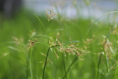 Close-up of grasshopper on land