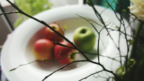 Close-up of fruits