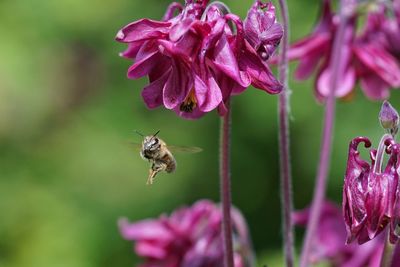 Close-up of bee on flower