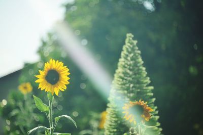 Close-up of yellow flowering plant