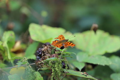 Close-up of butterfly pollinating on flower