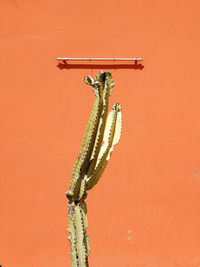 Close-up of insect on wall