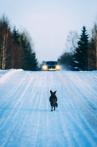 Dog on road in winter