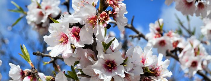 Close-up of cherry blossom