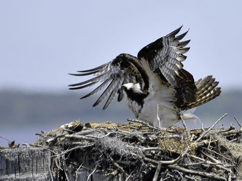 Close-up of eagle flying against sky