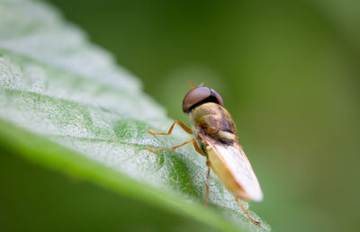 Close-up of insect on leaf