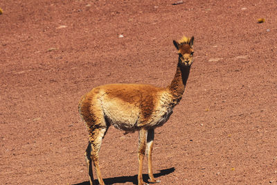 Vicuña standing in the desert