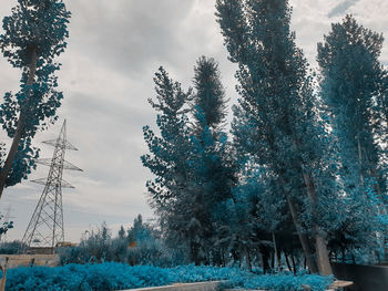 Low angle view of trees against sky during winter