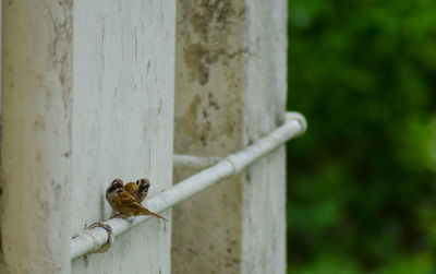 Close-up of bird on wooden post