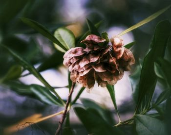 Close-up of dry flower in garden