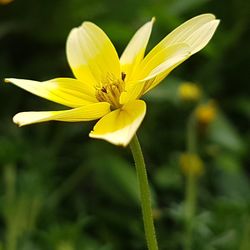 flowering plant