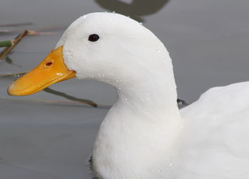Close-up of swan swimming in water