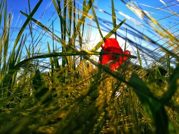 Low angle view of red flowers blooming against sky