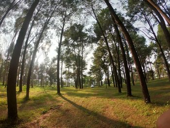 Trees in forest