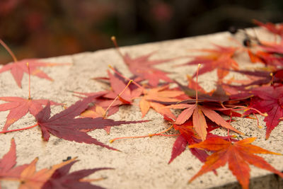 Close-up of maple leaves during autumn