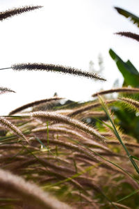 Close-up of grass against clear sky