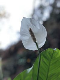 Close-up of white flowering plant