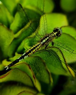 Close-up of insect on leaf