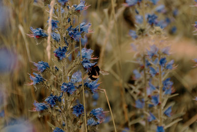 Bumble bees on a plant