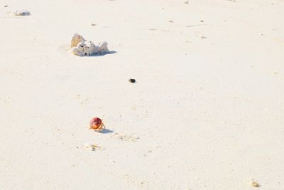 High angle view of bird on beach