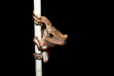 Close-up of a lizard