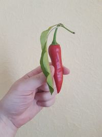 Close-up of hand holding red chili pepper against wall