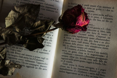 High angle view of rose on book