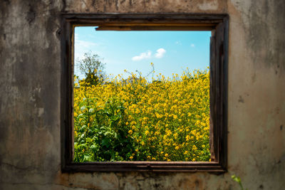 Close-up of yellow flowering plants on field against sky