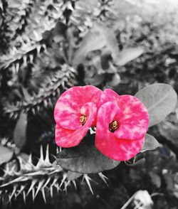 Close-up of pink hibiscus blooming outdoors