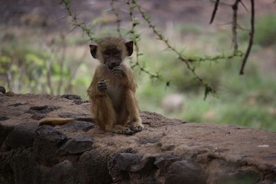 Lion sitting on rock