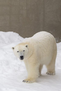 Well-fed young female polar bear walking and enjoying fresh snow in her enclosure