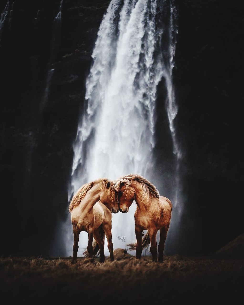 waterfall, horse, animal, animal themes, mammal, motion, animal wildlife, water, nature, domestic animals, group of animals, livestock, no people, environment, outdoors, land, two animals, long exposure, beauty in nature, pet, standing, scenics - nature