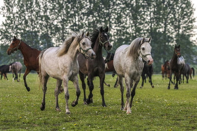 Horses on field