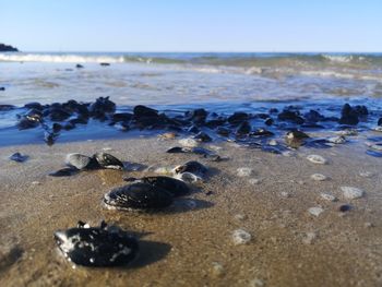 Scenic view of sea shore