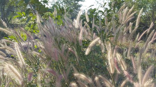 Close-up of plants growing on field