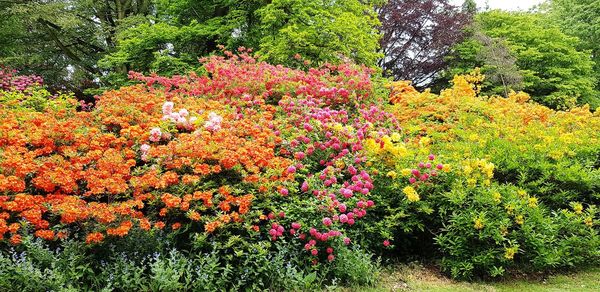 Scenic view of pink flowering trees in forest