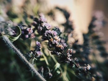 Close-up of flowering plant