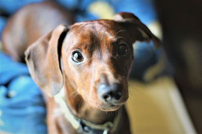 Close-up portrait of dog