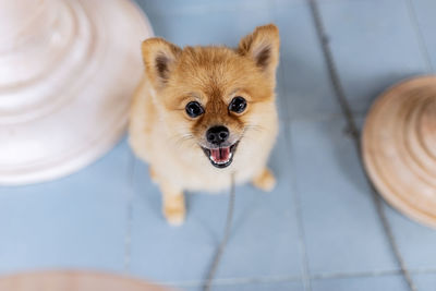 Close-up portrait of dog
