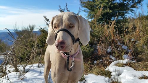 Dog on snow covered feild