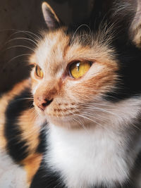 Close-up of a cat looking away