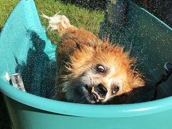 Close-up of dog having a bath