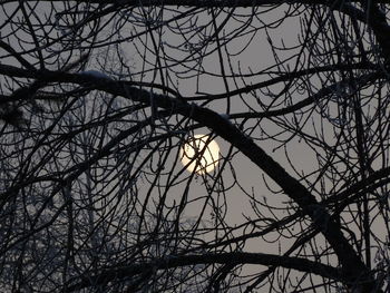 Low angle view of silhouette bare tree against sky