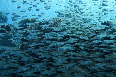 Close-up of fish swimming in sea