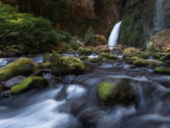 Scenic view of waterfall in forest