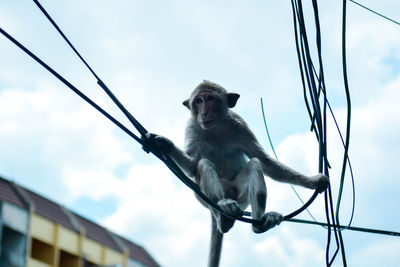 Low angle view of monkey on cable against sky